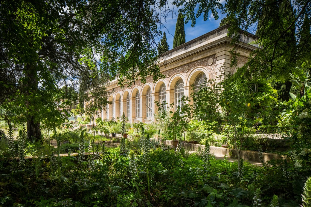 Jardin des Plantes de Montpellier  un muse vivant des merveilles  botaniques  FranceRent